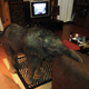 Illustration for article titled Baby Elephant Wanders Into South African Living Room, Has A Snack